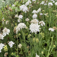 Scabiosa columbaria 'Flutter Pure White'