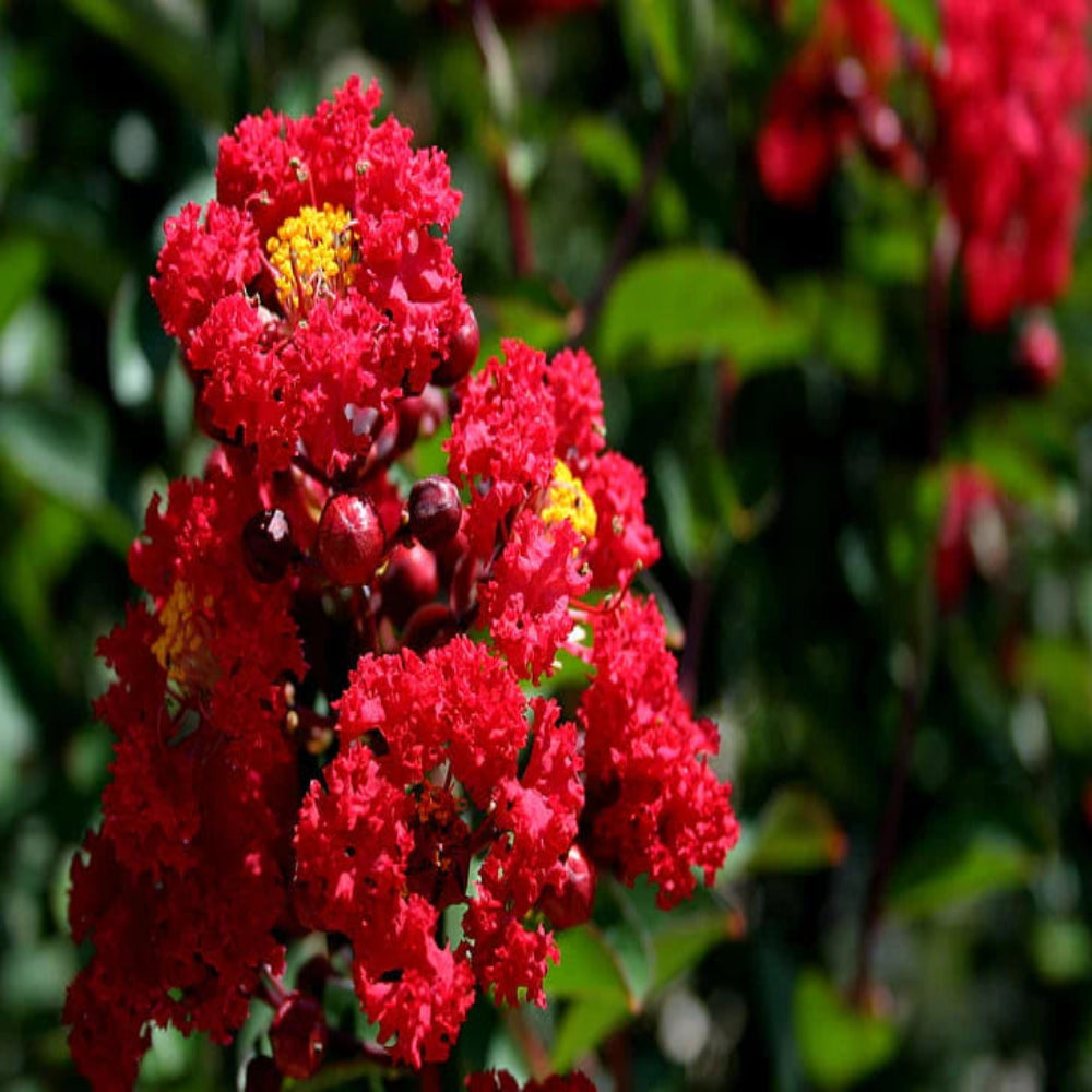 Colorama Scarlet Crape Myrtle