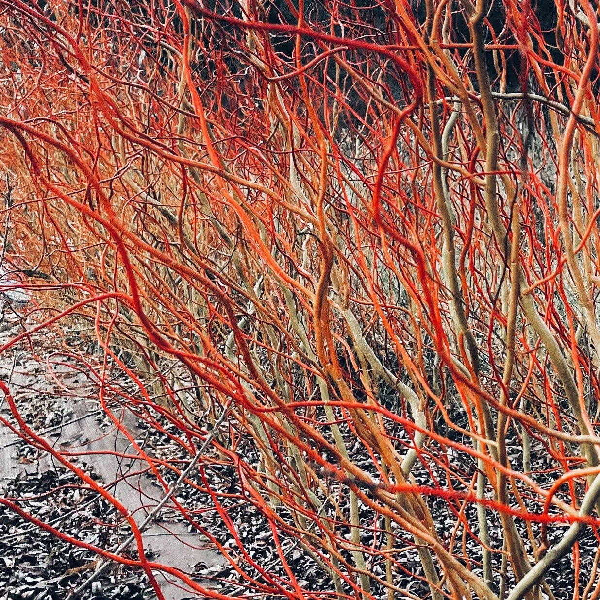 Scarlet Curly Willow Tree