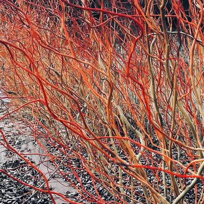 Scarlet Curly Willow Tree