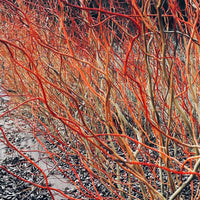 Scarlet Curly Willow Tree