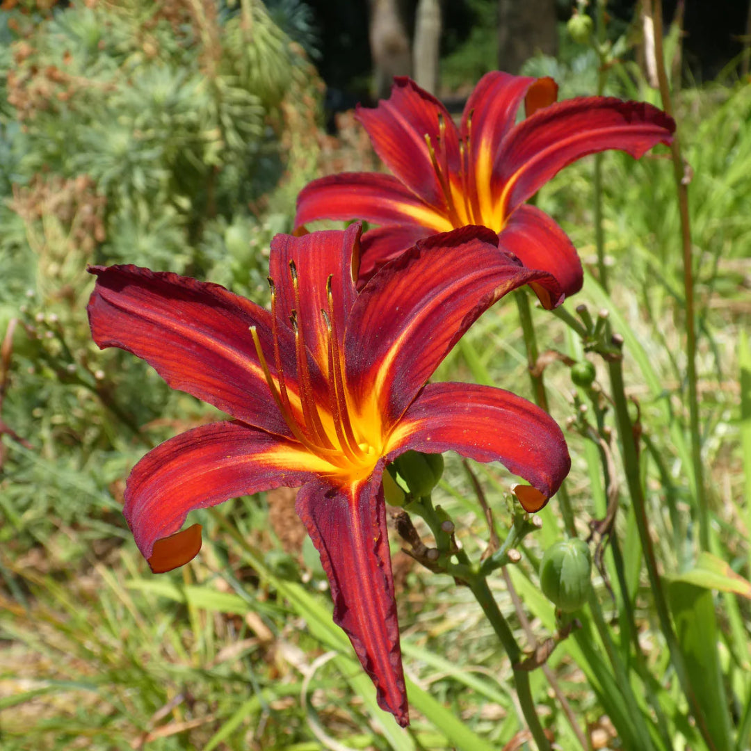 Sammy Russell Red Daylily Hemerocallis – Bright Red Flower