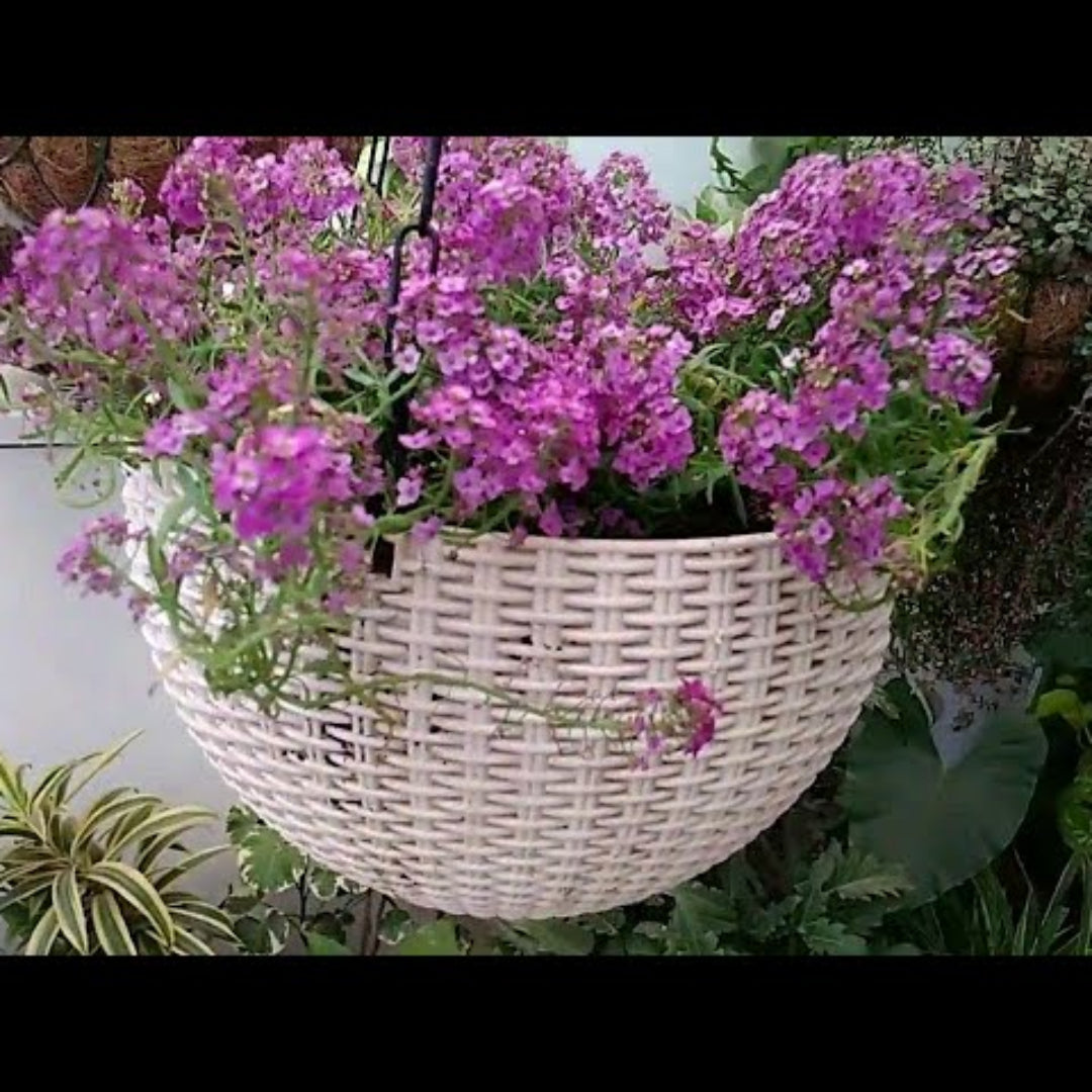 purple hanging basket plants Purple Iceplant Hanging Basket—Vibrant Succulent Trailing Plant