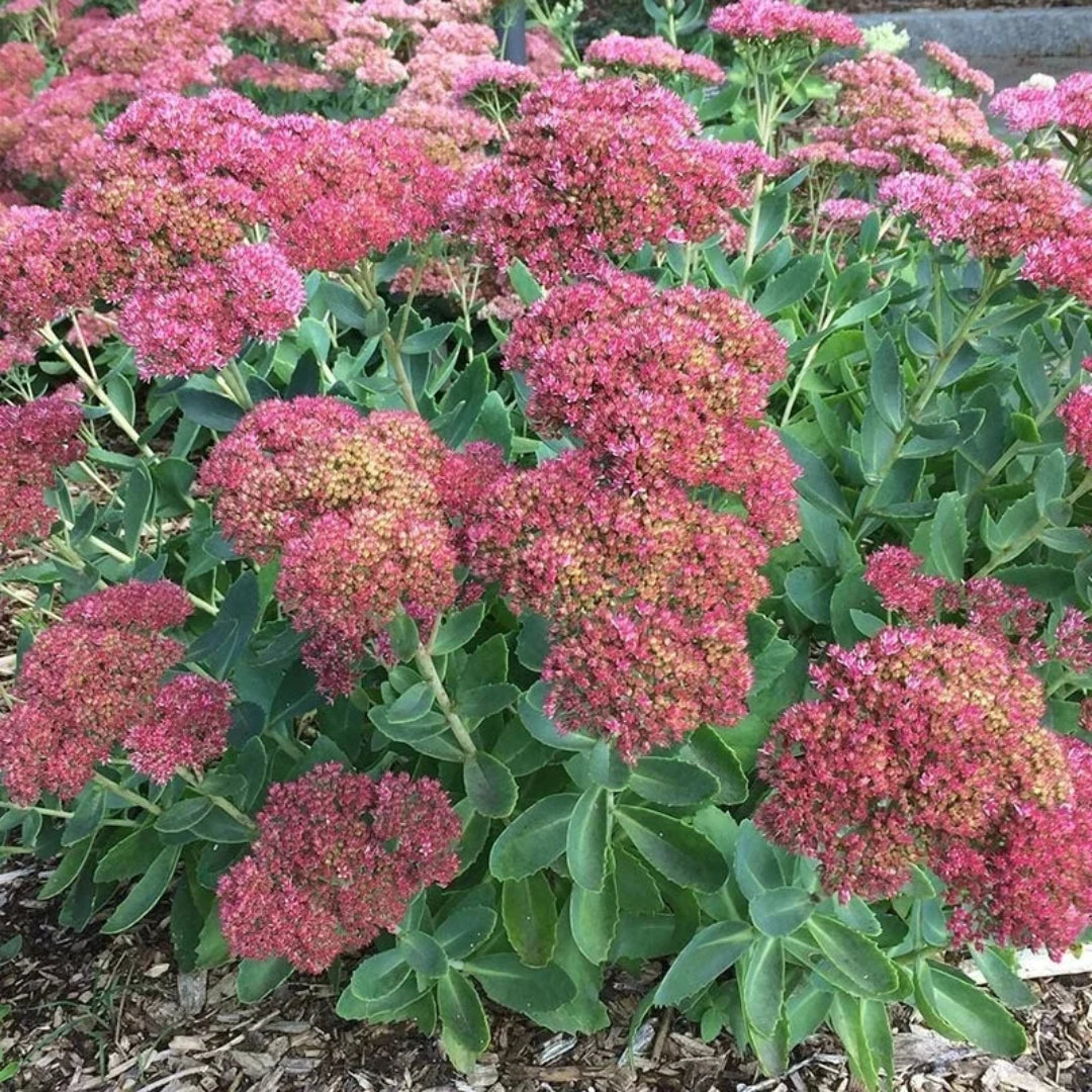 Sedum x &