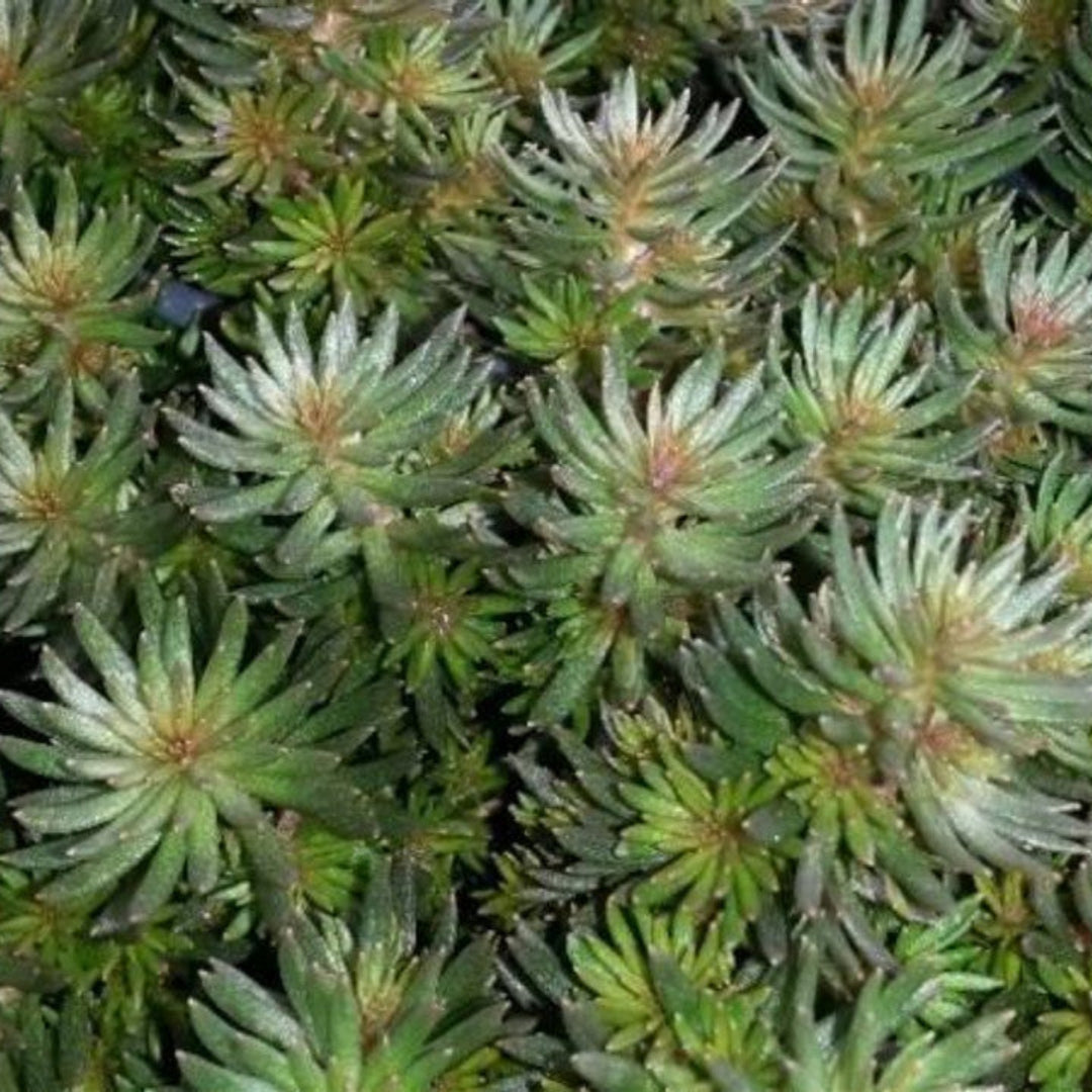Sedum hakonese &