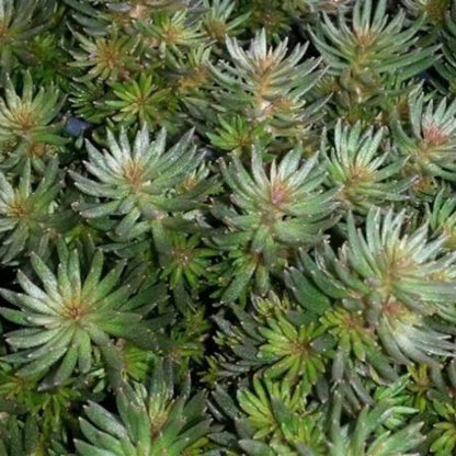 Sedum hakonese &