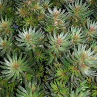 Sedum hakonese 'Chocolate Ball' -[EG]