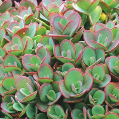 Sedum SunSparkler &