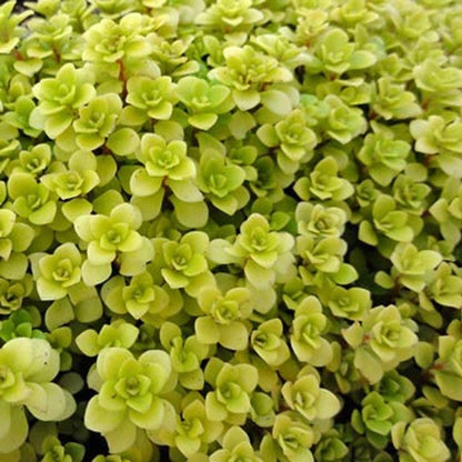 Sedum Tetractinum Chinese Sedum 10 count flat of 4.5&quot; pots