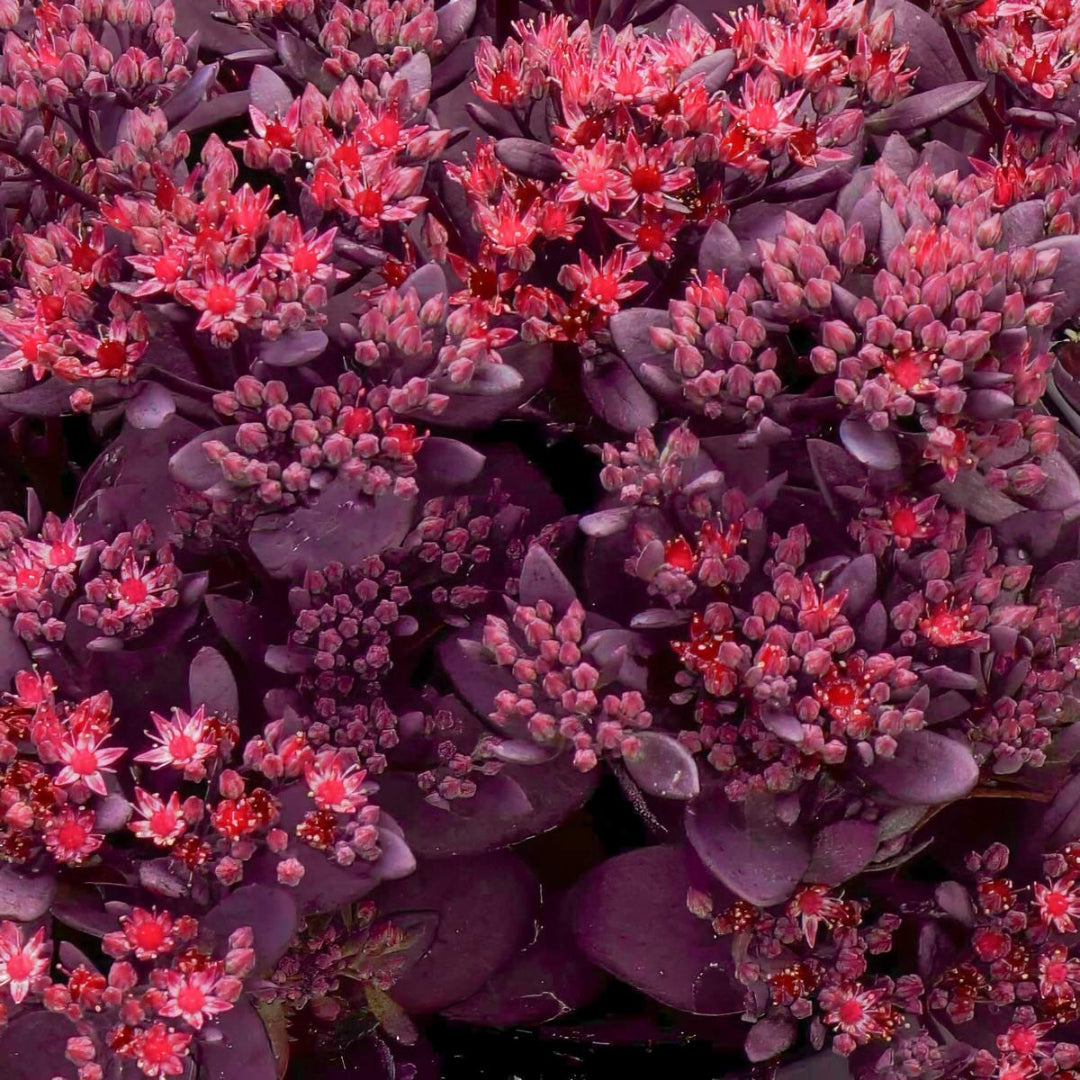 Sedum SunSparkler ® &