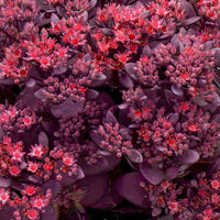 Sedum SunSparkler ® 'Firecracker' - [EG]