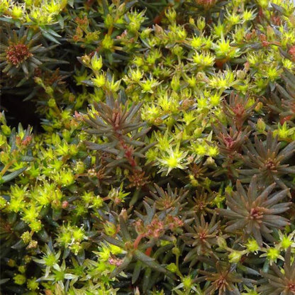 Sedum hakonese &