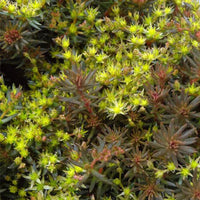 Sedum hakonese 'Chocolate Ball' -[EG]