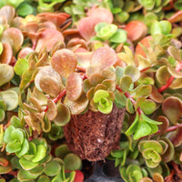 Sedum Tetractinum Chinese Sedum 10 count flat of 4.5" pots