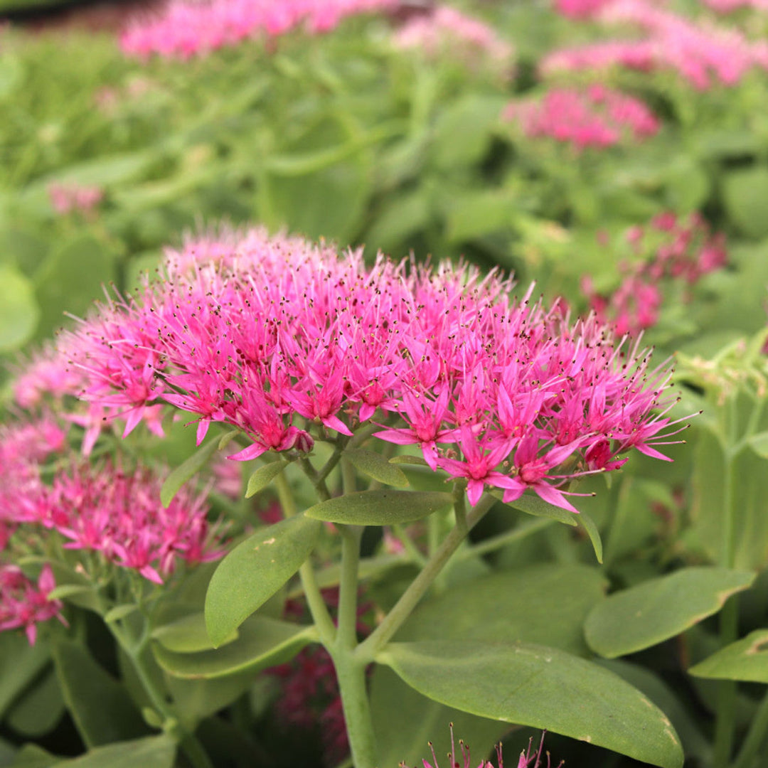 Sedum spectabile Neon - [EG]
