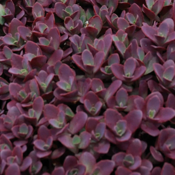 Sedum SunSparkler ® &