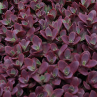 Sedum SunSparkler ® 'Firecracker' - [EG]