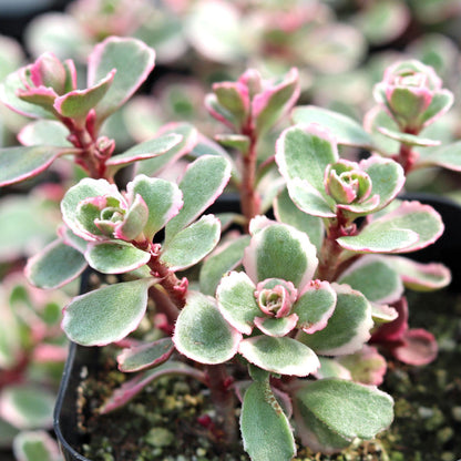 Sedum spurium &