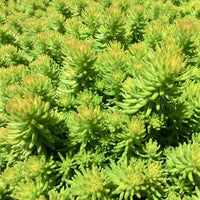 Sedum rupestre 'Angelina' (Angelina Stonecrop) - [EG]