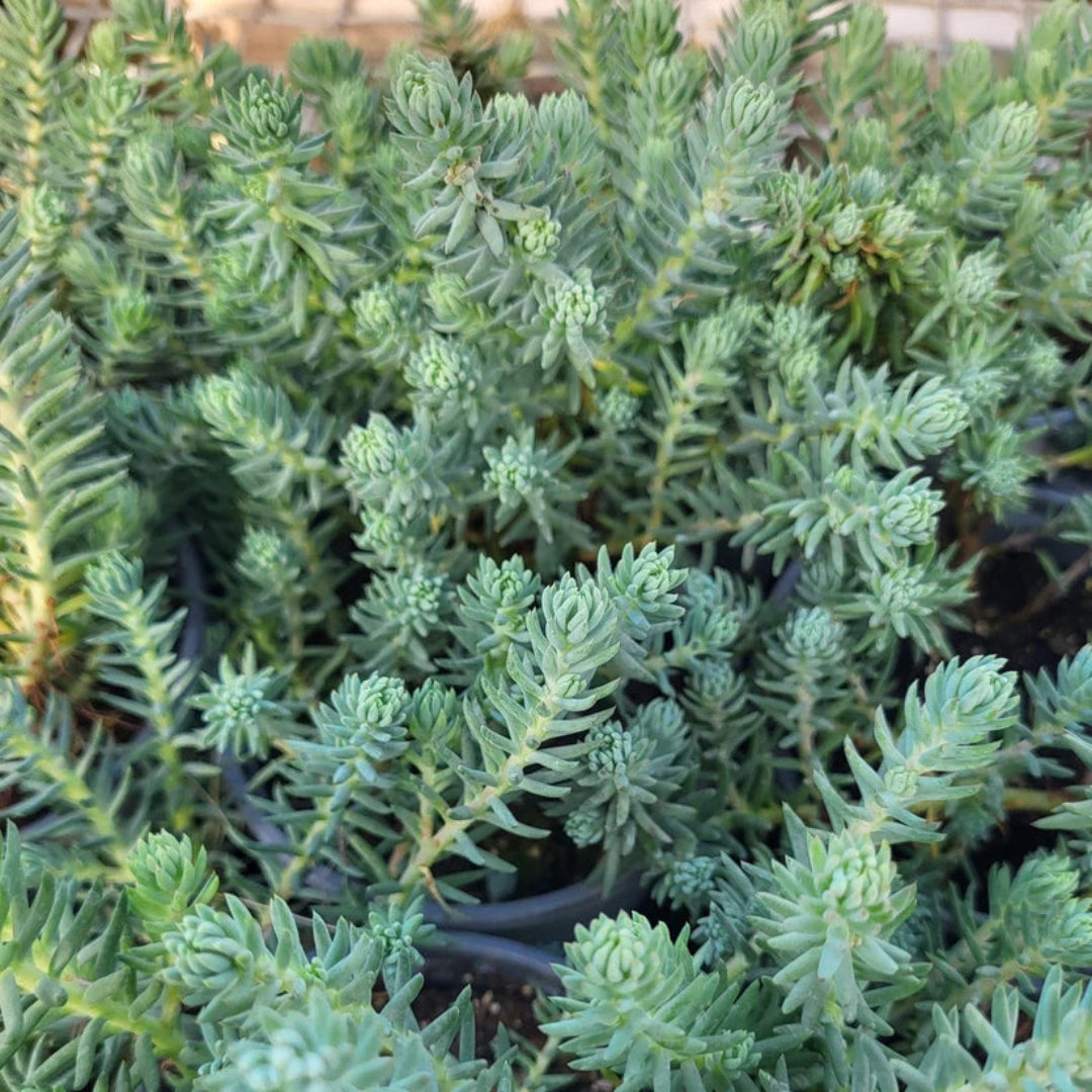 Sedum rupestre &