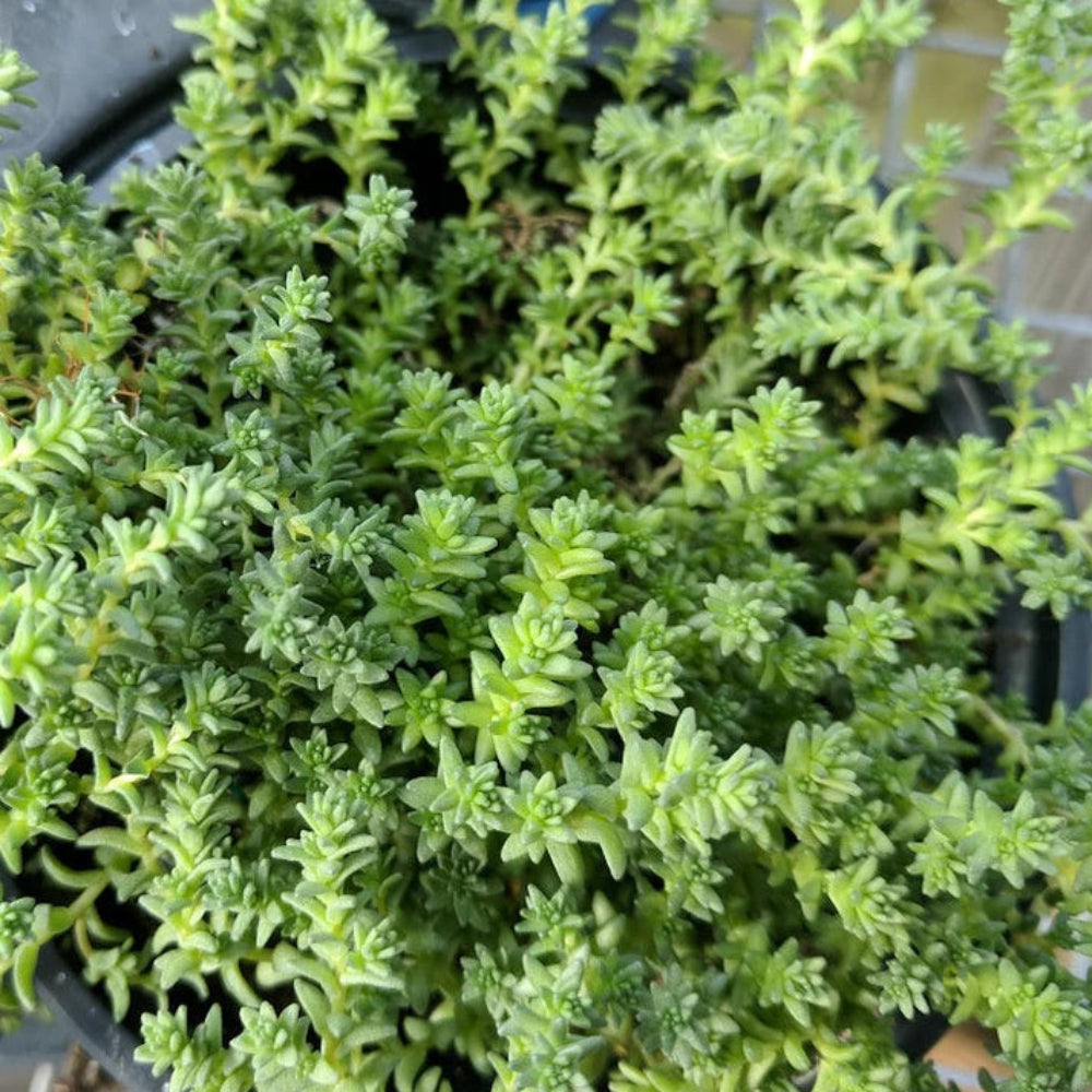 Sedum acre var. aurea – Gold Moss