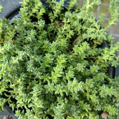 Sedum acre var. aurea – Gold Moss
