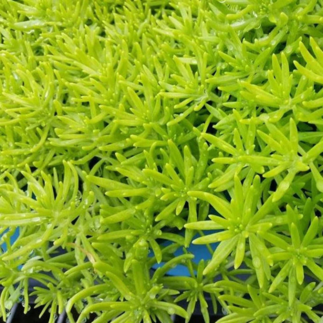 Sedum Rupestre &