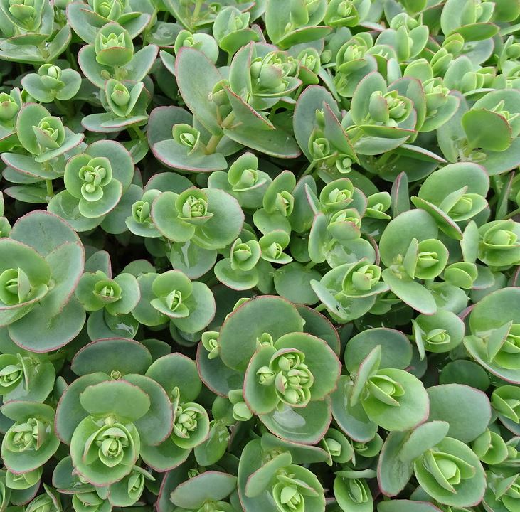 Sedum SunSparkler &