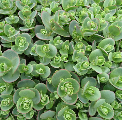 Sedum SunSparkler &