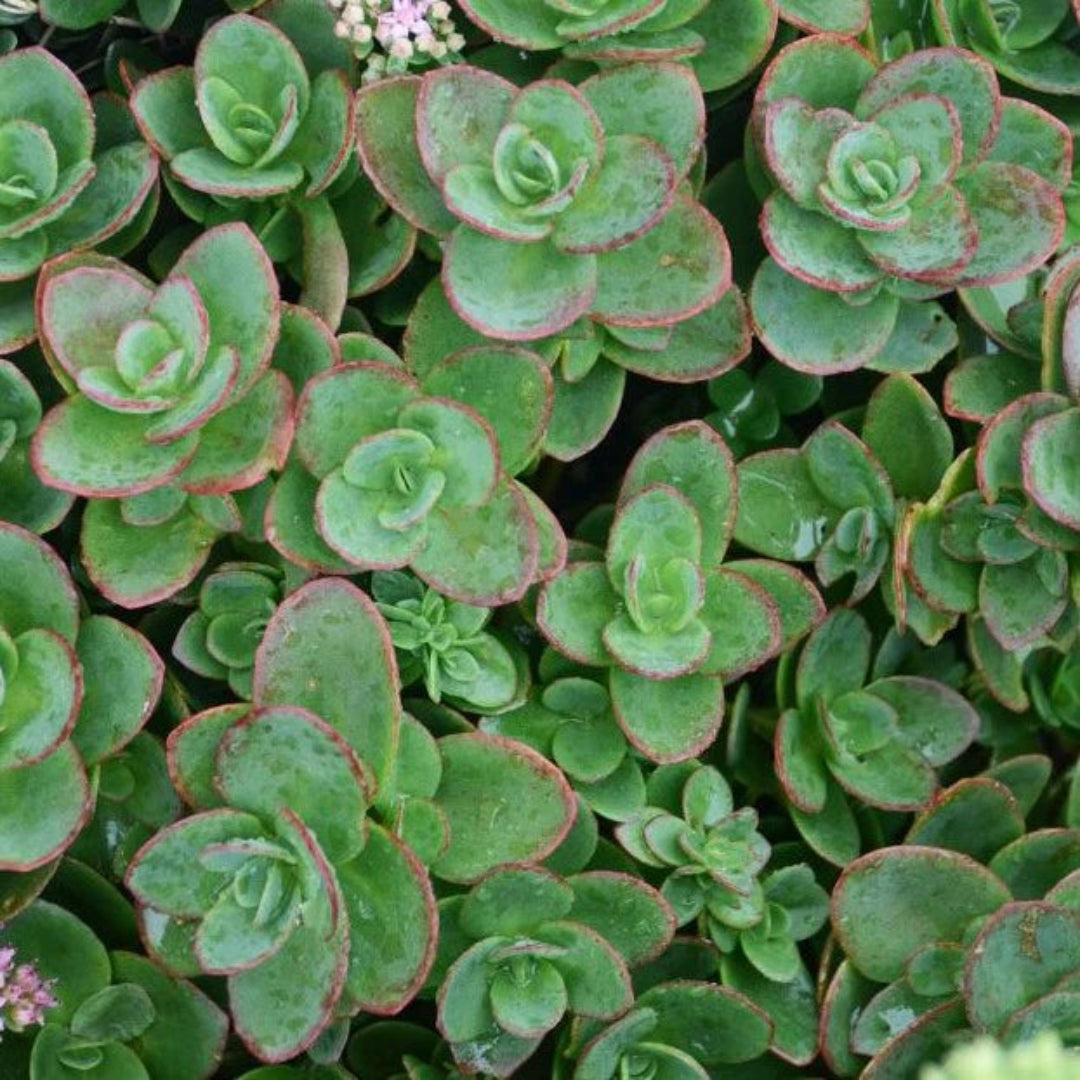 Sedum SunSparkler &