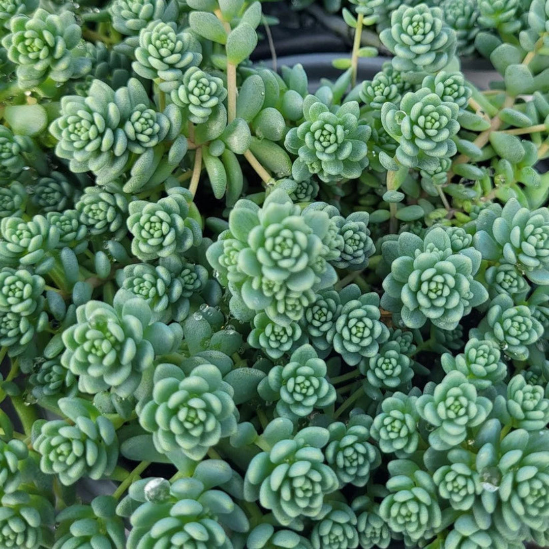 Sedum dasyphyllum &