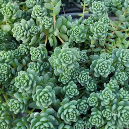 Sedum dasyphyllum &