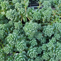 Sedum dasyphyllum 'Major' Corsican Stonecrop - [EG]
