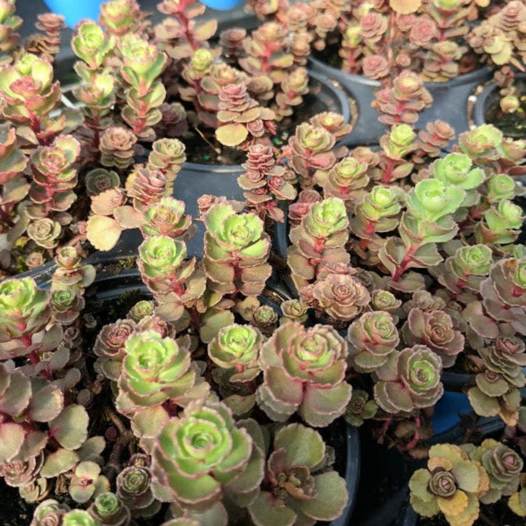 Sedum spurium &