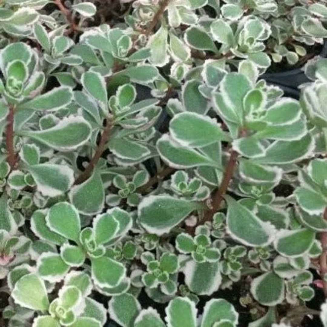 Sedum spurium &