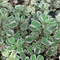 Sedum spurium 'Tricolor' - [EG]