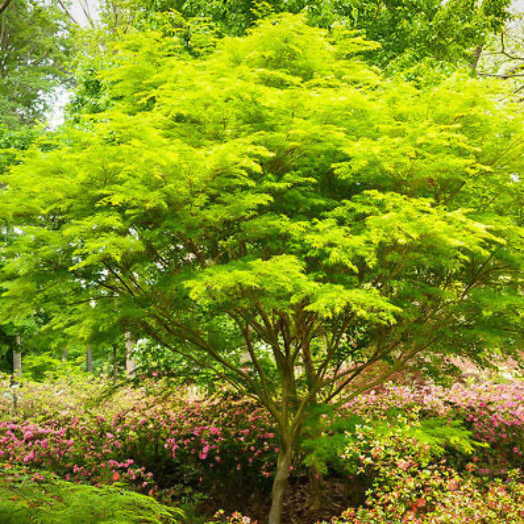 Seiryu Japanese Maple