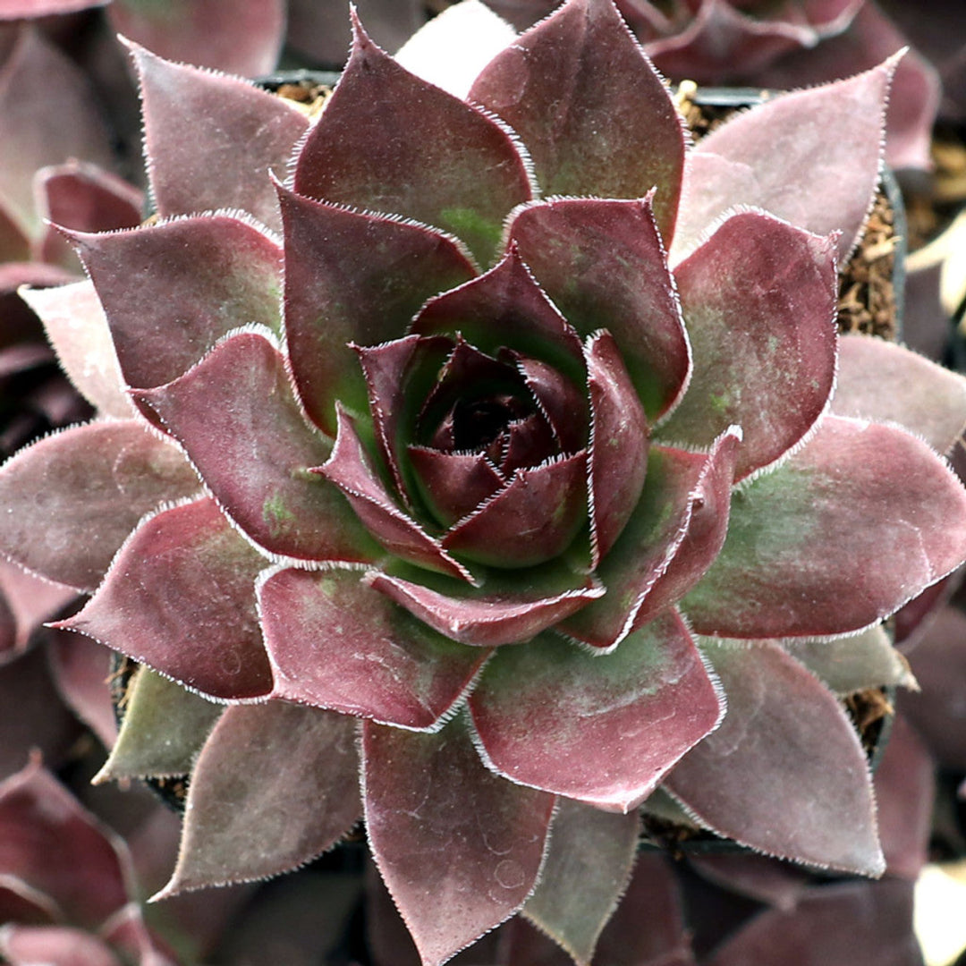 Sempervivum Supersemp® &