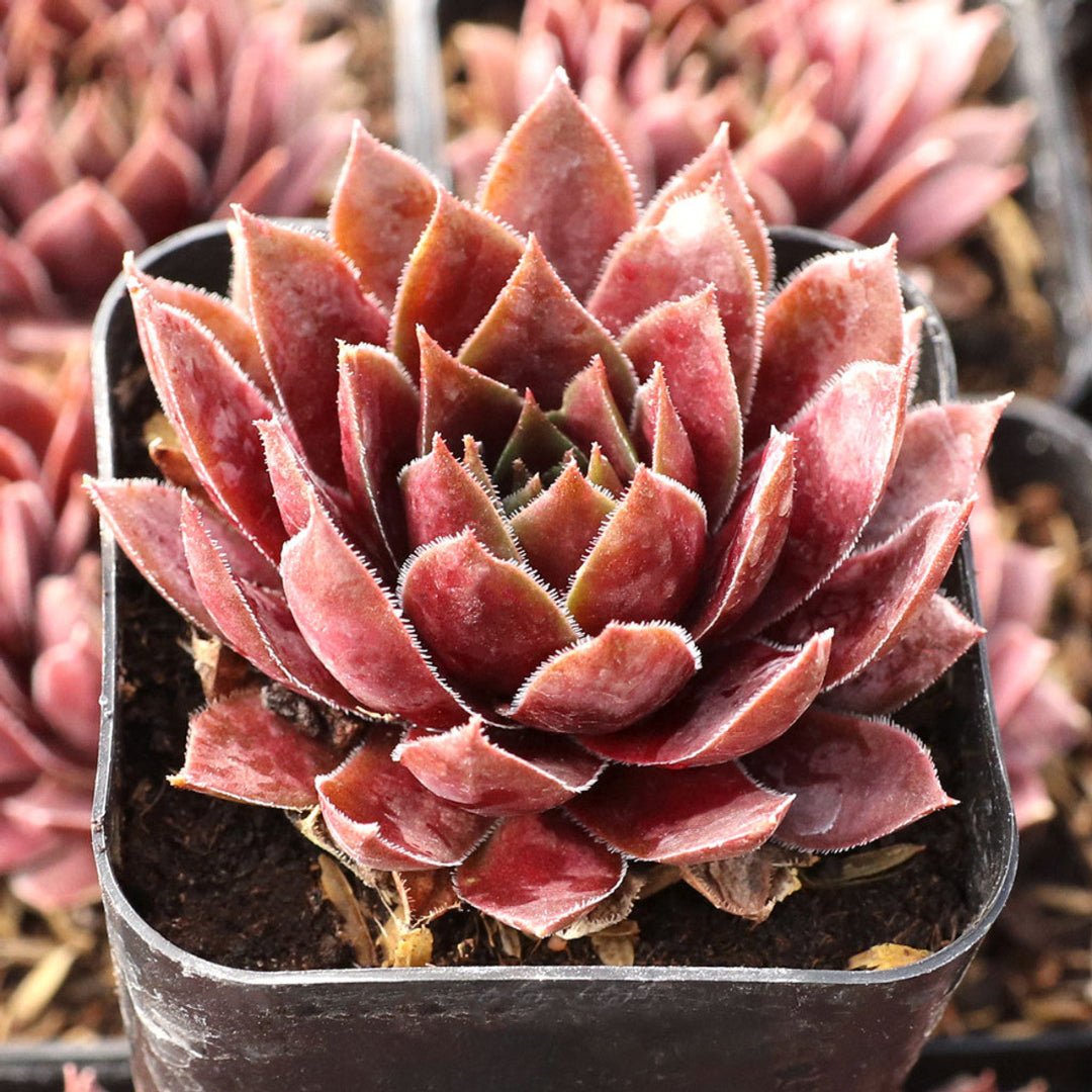 Sempervivum Supersemp® &