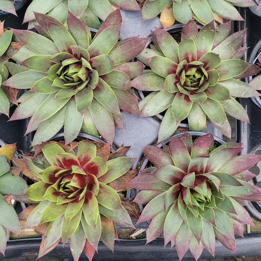 Sempervivum Supersemp &