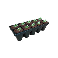 Set of 10 Elfin Thyme plant size chart