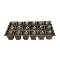 Set of 18 container-plants of Aster ‘Purple Dome’ ready for planting
