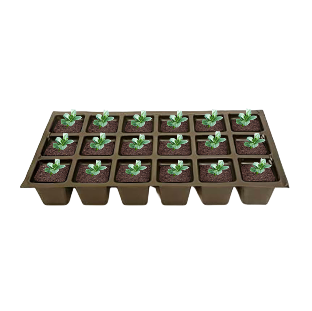 Tray of seedlings in small pots on a white background