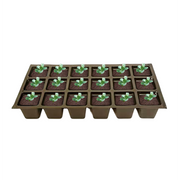 Tray of seedlings in small pots on a white background