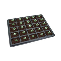 Set of 25 Elfin Thyme plant size chart