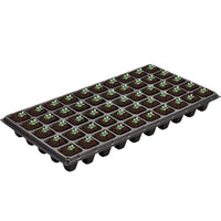 Pixies Gardens set of 250 Delosperma cooperi ice plants