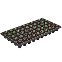 Set of 50 Iris reticulata bulbs offering bulk planting quantity for garden