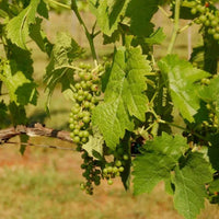 Seyval Blanc grape vine with healthy green foliage