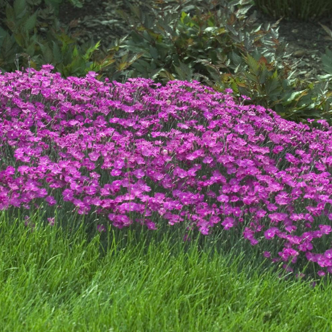 Dianthus Firewitch - [EG]