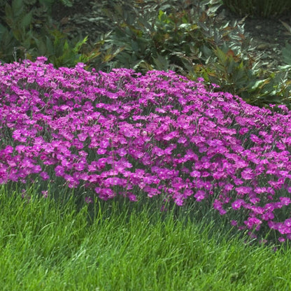 Dianthus Firewitch - [EG]
